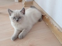 Yavru kediler yeni yuvalarını arıyor