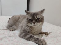 Erkek scottish straight acil sahiplendirmem lazım