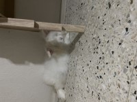 ASLANBAŞ CİNSİ POFUDUK TAVŞANIMIZ