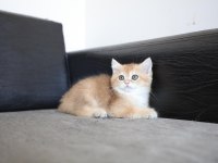 Safkan Golden NY11 Anne Baba Şecereli Dişi British Shorthair