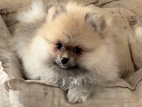 Ayı surat pomeranian kızımız