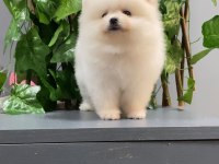 A+ Kalite Pomeranian Yavrularımız 81 ile Gönderim Mevcut