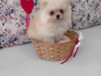 Dünyalar Güzeli Pomeranian Boo Erkek Yavru
