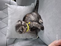 Günlük scottish fold
