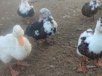 Muscovy, amerikan fıs fıs ve sessiz ördekler