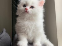 British longhair dişi ve british shorthair dişi