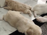 Maltese yavruları
