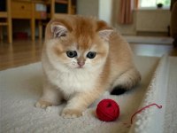 Safkan British Longhair Ve Shorthair Golden Ny12