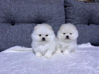 Kar beyaz güzellikler pomeranian yavrularımız
