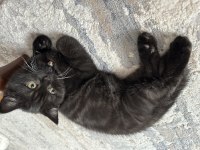 Çikolata british shorthair yavru