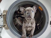 FRENCH BULLDOG YAVRULARI