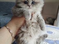 British longhair yavrularım sahiplerini bekliyor