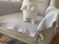 Pomeranian Boo Kar Beyaz 2 Aylık Erkek