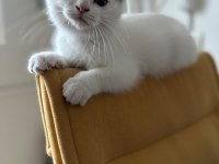 2,5 aylık akıllı uslu oyuncu erkek scottish fold
