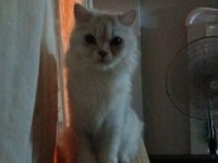 KEDİMİZE EŞ ARIYORUM