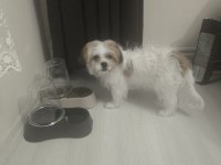 4 Aylık Erkek Köpeğimiz Pede Wc Eğitimi Var