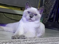 İlk gelen alır siyam kedisi