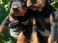 Şampiyon soydan Doberman yavrular
