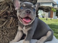 Blue French Bulldog Yavruları İstanbul 
