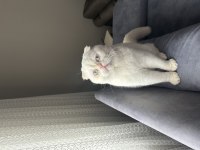 Beyaz Scottish fold