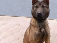 1 Yaşında Dişi Ankara Yavru Malinois