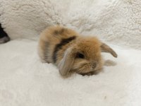 Hollanda lop ve cüce tavşan bebeklerimiz