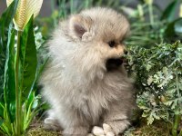 Orjinal pomeranian boo