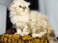 Dünyanın en güzel chinchilla bebemler