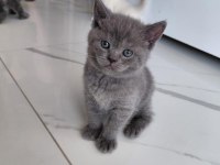 Blue Point Bebeklerimiz Orjinal Renkli Gözlü Kedimiz