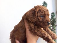 KORE KAN DİŞİ POODLE