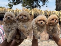 Maltipoo yavrularımız