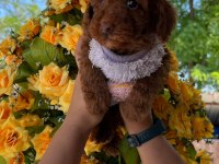 Toy poodle yavru köpeklerimiz