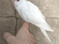 Albino sultan papağanı yavrusu