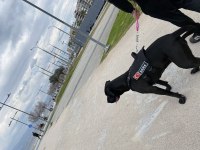 Eğitimli cane corso dişi 2 yaşında