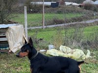14 aylık çok güçlü asil doberman
