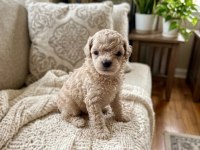 Toy poodle dişi erkek yavrular