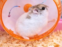 Gonzalez hamster