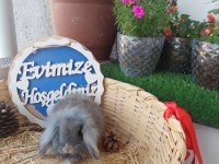 Teddy lop tavşanı yavruları