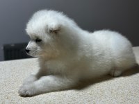 Samoyed yavruları