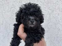 Kore ve toy poodle bebekler