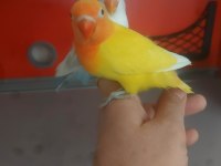 Yeme Düşen Bebek Papağanlar
