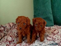 Toy poodle efsane bebekler