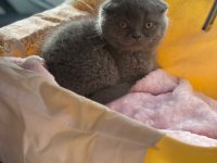 British Shorthair Yavrumuz