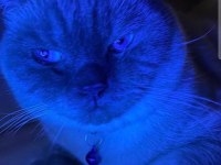 BLUE POİNT KEDİMİZ ACİL SAHIPLENDIRME