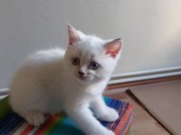 2 AYLIK KUM KURU MAMA EĞİTİMLİ SCOTTİSH STRAIGHT ERKEK