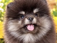 Pomeranian Boo Yavrusu