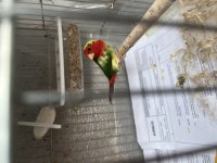 Ağır parçalı parrot ispinozu