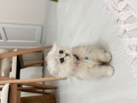 2 aylık scottish longhair kedimiz yuva arıyor