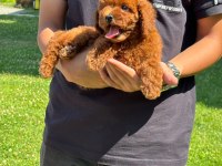 Toy Poodle Bebekler