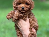 Kg garantili Kore toy poodle yavrularımız